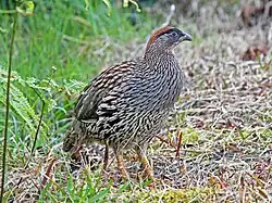 Кауаи, Гавайские острова