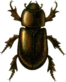 Eremazus unistriatus