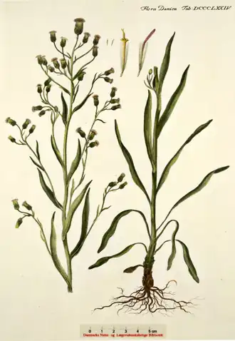 Мелколепестник едкий подвид дребакский