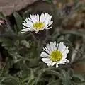 Erigeron eriocephalus (Мелколепестник пушистоголовый)