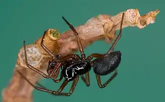 Самец Erigone atra