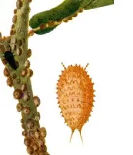 Eriococcus coriaceus