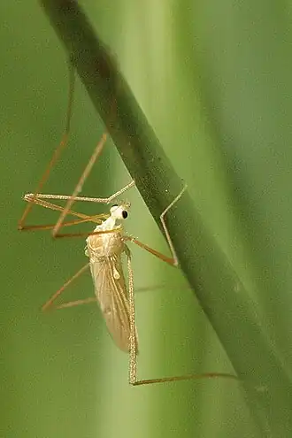 Erioptera flavata