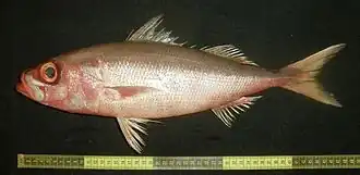 Erythrocles schlegelii