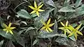 Erythronium rostratum