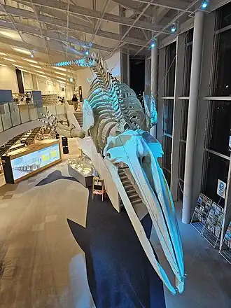 Полноразмерная копия