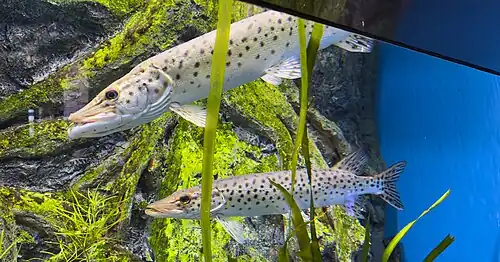 Амурская щука