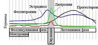 Овуляторный всплеск ЛГ (зелёная линия)