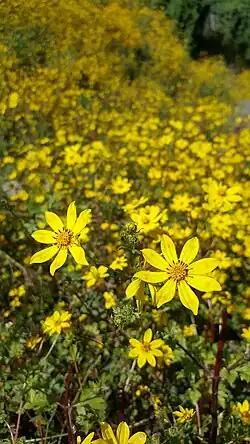 Многолетник Bidens macroptera отождествляется с энкутаташем из-за достижения максимума роста и цветения в сентябре