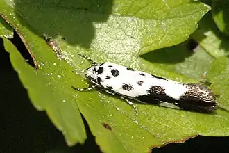 Ethmia quadrillella