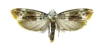 Ethmia dianemillerae