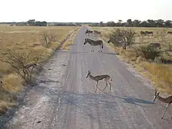 Зебры и спрингбоки в национальном парке Этоша