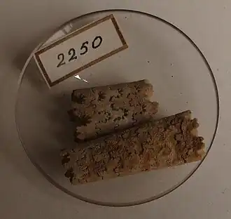 Окаменелости Eubaculites faujasi в Музее Тейлора, Нидерланды