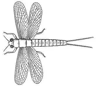 Реконструкция Eubleptus danielsi