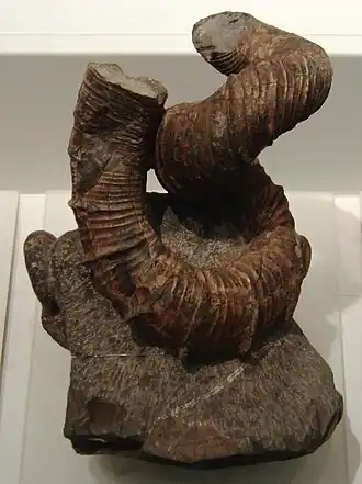 Окаменелость Eubostrychoceras japonicum из Японии. Верхний мел. Национальный музей природы и науки, Токио.