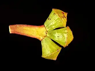 Цветочные бутоны