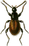 Euconnus rutilipennis
