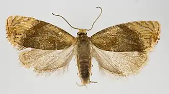 Eucosmomorpha albersana