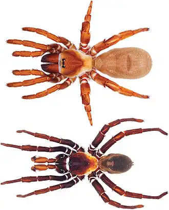 Eucteniza relata, самка (сверху) и самец