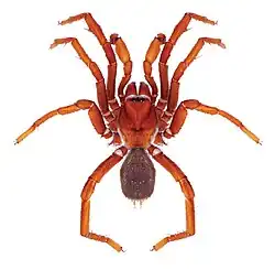 Eucteniza ronnewtoni