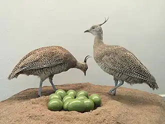 Хохлатый тинаму