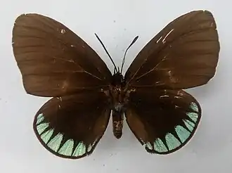 Eumaeus minyas