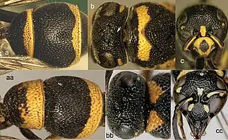 Paraleptomenes kosempoensis (a–c), Stenodynerus chinensis (aa–cc).
