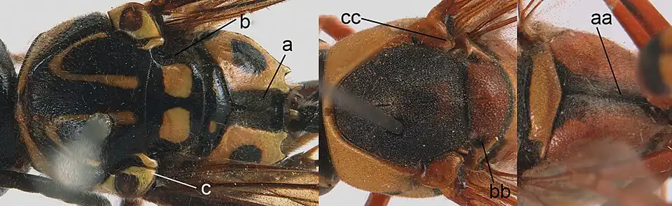Слева грудь осы  Pseumenes depressus (a–c)