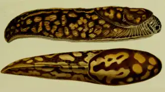 Слизни со светлыми пятнами на тёмном фоне