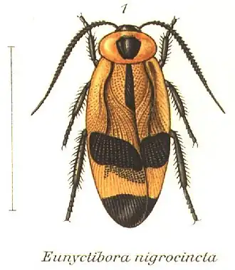 Eunyctibora nigrocincta
