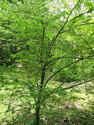 Бересклет плоскочерешковый