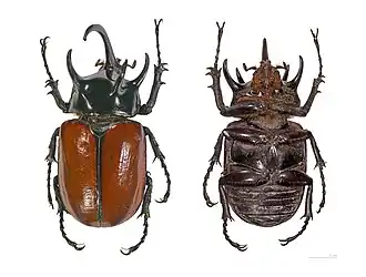Eupatorus gracilicornis