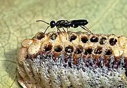 Оотека богомола, из которой выходят наездники Eupelmus antipoda (Eupelmidae)