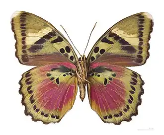 Euphaedra xypete (Xypetana xypete)