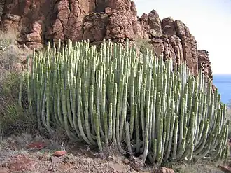 Молочай канарский