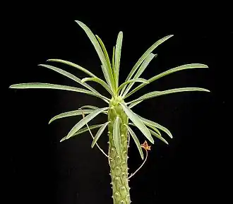 Общий вид растения