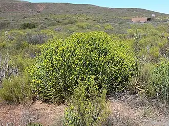Общий вид растения, ЮАР