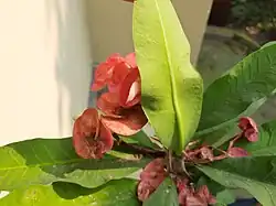 Leaf of Euphorbia milii from the back.