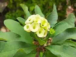 Euphorbia milii in Bangladesh.