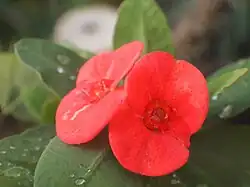 Close-up view of Euphorbia milii