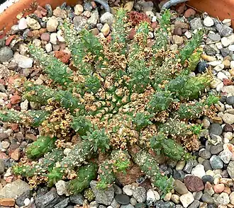 Общий вид растения, Калифорнийский Ботанический сад, США