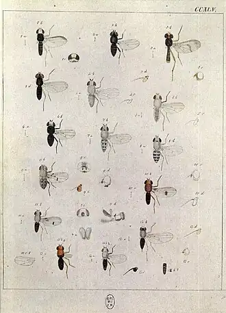 Мухи-серебрянки (4—8): 4 — Chamaemyia aridella; 5 — Ochthiphila nigrimana; 6 — Ochthiphila albiceps; 7 — Ochthiphila juncorum; 8 — Ochthiphila elegans