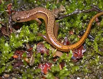 Двухлинейная саламандра