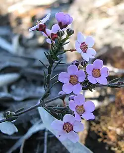 Euryomyrtus ramosissima