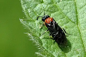 Eutomostethus ephippium