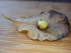 Галл, вызываемый Euura pedunculi