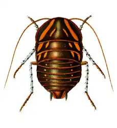 Polyzosteria mitchelli