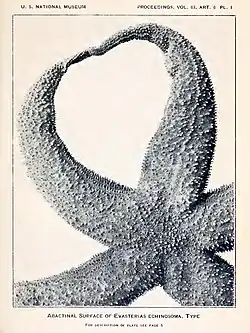 Фотография верхней стороны голотипа из первоописания