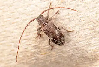 Усачик щетинистый крапчатый