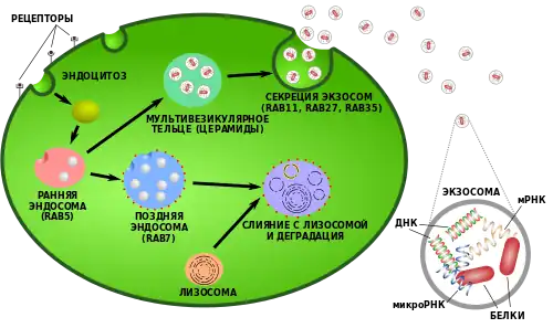 Экзосомы9 октября 2013